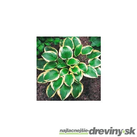 Hosta ‘Queen Josephine‘ 20/30 cm v črepníku 3l Hosta ‘Queen Josephine‘