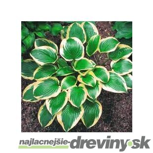 Hosta ‘Queen Josephine‘ 20/30 cm v črepníku 3l Hosta ‘Queen Josephine‘