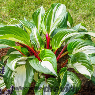 Hosta ‘Raspberry Sundae‘,20/30 cm v črepníku 3l Hosta ‘Raspberry Sundae‘