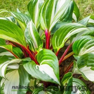 Hosta ‘Raspberry Sundae‘ 20/30 cm v črepníku 3l Hosta ‘Raspberry Sundae‘