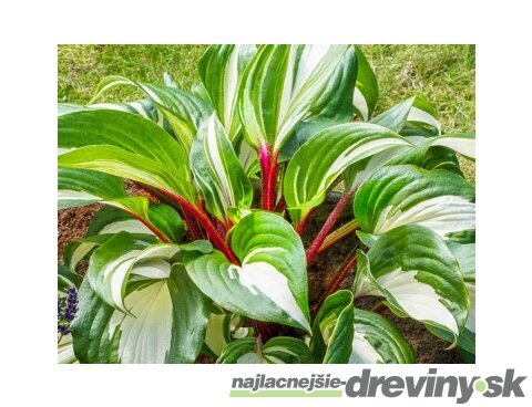 Hosta ‘Raspberry Sundae‘ 20/30 cm v črepníku 3l Hosta ‘Raspberry Sundae‘