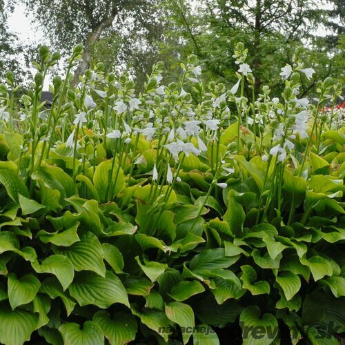 Hosta Royal Standard, výška 15/25 cm, v črepníku Hosta ‘Royal Standard‘