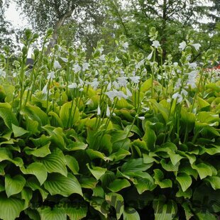 Hosta Royal Standard, výška 15/25 cm, v črepníku Hosta ‘Royal Standard‘