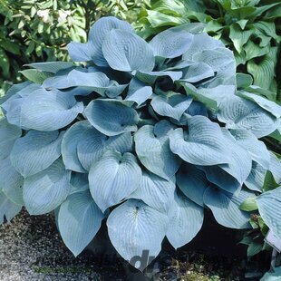 Hosta sieboldiana 20/30 cm v črepníku 3l Hosta sieboldiana