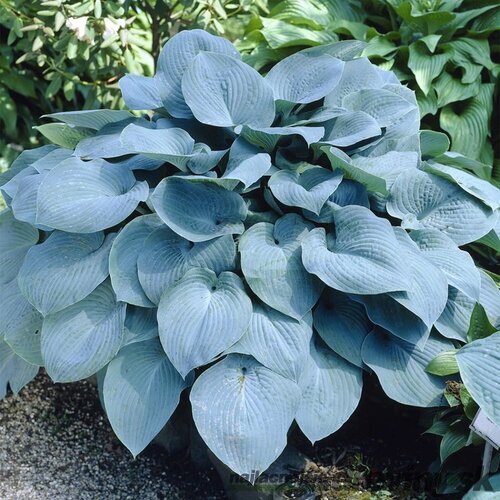 Hosta sieboldiana 20/30 cm v črepníku 3l Hosta sieboldiana