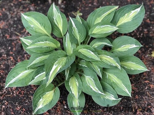 Hosta Snake Eyes 20/30 cm v črepníku 3l Hosta ‘Snake Eyes‘