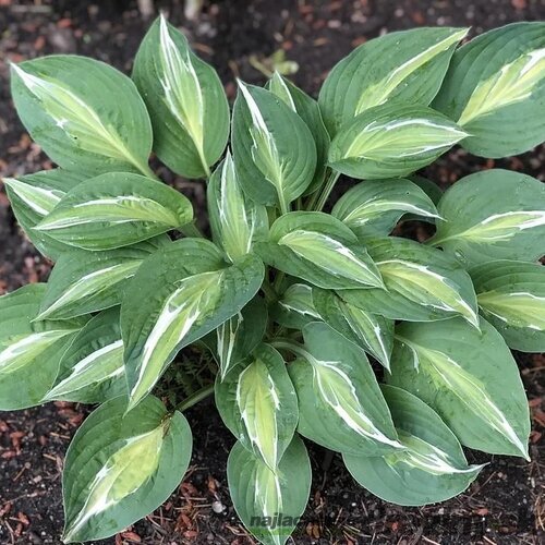 Hosta Snake Eyes 20/30 cm v črepníku 3l Hosta ‘Snake Eyes‘