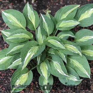 Hosta Snake Eyes 20/30 cm v črepníku 3l Hosta ‘Snake Eyes‘