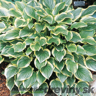 Hosta ‘So Sweet‘ 20/30 cm v črepníku 3l Hosta ‘So Sweet‘