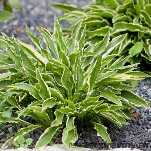 Hosta Stiletto 20/30 cm v črepníku 3l Hosta ‘Stiletto‘