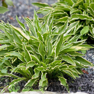 Hosta Stiletto 20/30 cm v črepníku 3l Hosta ‘Stiletto‘