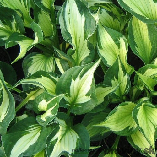 Hosta ‘Whirlwind‘ 20/30 cm v črepníku 3l Hosta ‘Whirlwind‘