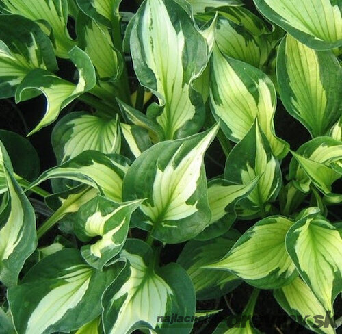 Hosta ‘Whirlwind‘ 20/30 cm v črepníku 3l Hosta ‘Whirlwind‘