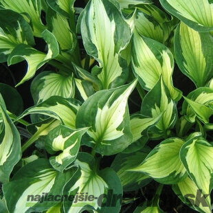 Hosta ‘Whirlwind‘ 20/30 cm v črepníku 3l Hosta ‘Whirlwind‘