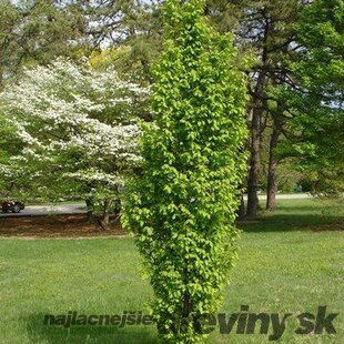 Hrab Fastigiata (stĺpovitý) 180/220 cm, v črepníku Carpinus Betulus Fastigiata