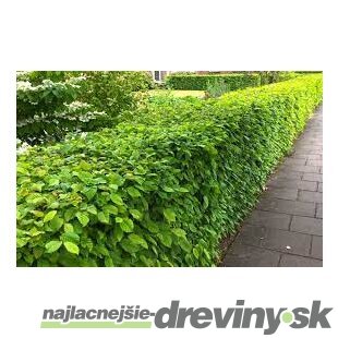 Hrab obyčajný na živý plot 60/80 cm, voľnokorenený Carpinus betulus