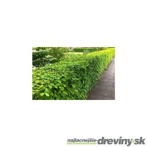 Hrab obyčajný na živý plot 60/80 cm, voľnokorenený Carpinus betulus