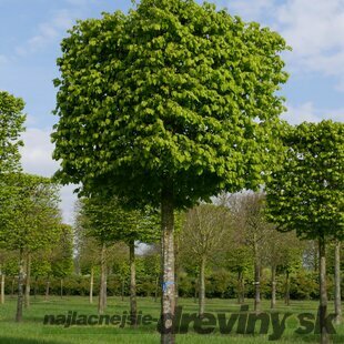 Hrab obyčajný, výška 200/250 cm, v črepníku 15l Carpinus betulus