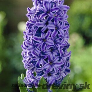 Hyacint ´Pink Pearl´, v črepníku 3l HYACINTH BLUE JACKET