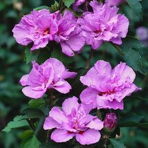 Ibištek sýrsky Ardens, v črepníku 1,5l Hibiscus syriacus Ardens