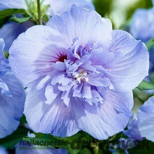 Ibištek sýrsky´BLUE CHIFFON, výška 30/40 cm, v črepníku Hibiscus syriacus Blue Chiffon