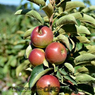 Jabloň Balerina, výška 60/80 cm, v črepníku 3l Malus domestica Ballerina