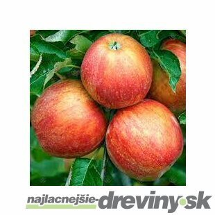 Jabloň Golden Delicious 100/120 cm, v črepníku, podpník M26 Malus Domestica Golden Delicous