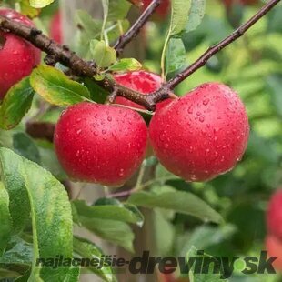 Jabloň Kanzi, výška 140/160 cm, v črepníku 5l Malus domestica ‘Kanzi‘