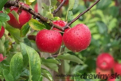 Jabloň Kanzi, výška 140/160 cm, v črepníku 5l Malus domestica ‘Kanzi‘