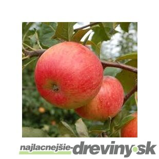 Jabloň Rubin, výška 140/160 cm, v črepníku 5l Malus Domestica Rubin