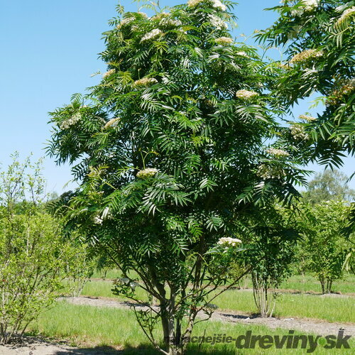 Jarabina ‘Dodong‘, výška 80/120 cm, v črepníku Sorbus Dodong