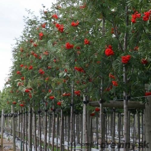 Jarabina prostredná, na kmienku 100 cm, v črepníku Sorbus intermedia