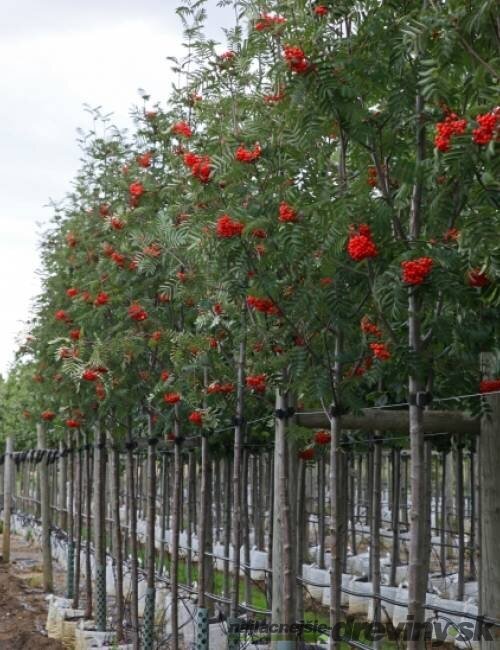 Jarabina prostredná, na kmienku 100 cm, v črepníku Sorbus intermedia