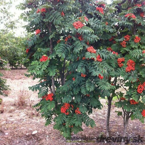 Jarabina vtáčia, 180/220 cm, v črepníku Sorbus aucuparia