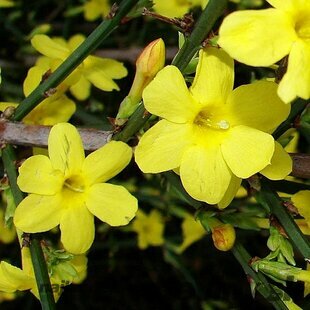 Jasmín žltý Liana 40/60 cm, v črepníku Jasminum nudiflorum