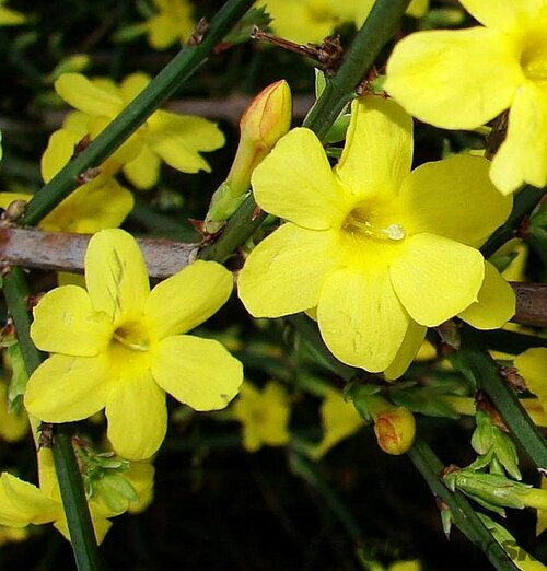 Jasmín žltý Liana 40/60 cm, v črepníku Jasminum nudiflorum