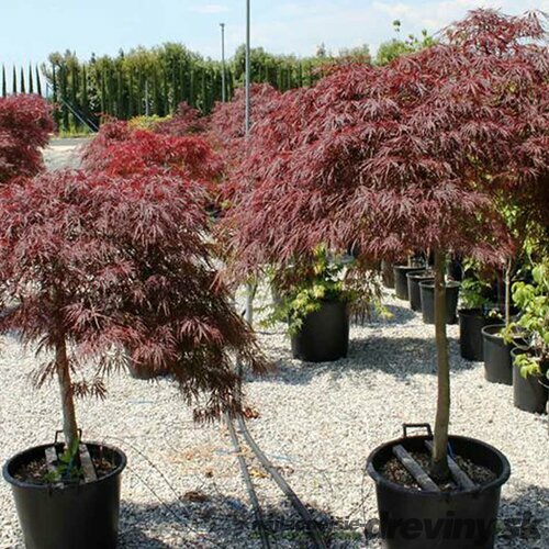 Javor dlaňovitolistý ( japonský)- solitér ´Dissectum Garnet´, výška 180/200 cm, v črepniku Acer palmatum ´Dissectum Garnet´