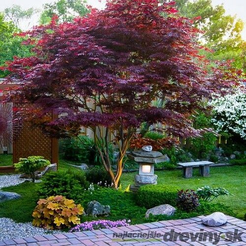 Javor japonský Atropurpureum 130/150 cm, v črepníku Acer Palmatum Atropurpureum