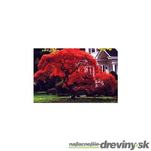 Javor japonský Atropurpureum 25/35 cm, v črepníku Acer Palmatum Atropurpureum