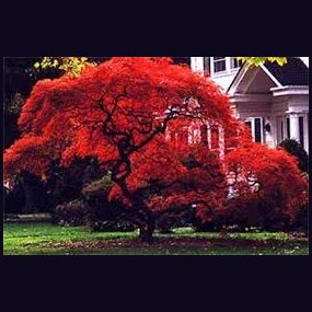 Javor japonský Atropurpureum 25/35 cm, v črepníku Acer Palmatum Atropurpureum