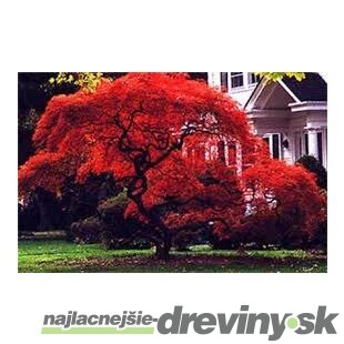 Javor japonský Atropurpureum 25/35 cm, v črepníku Acer Palmatum Atropurpureum