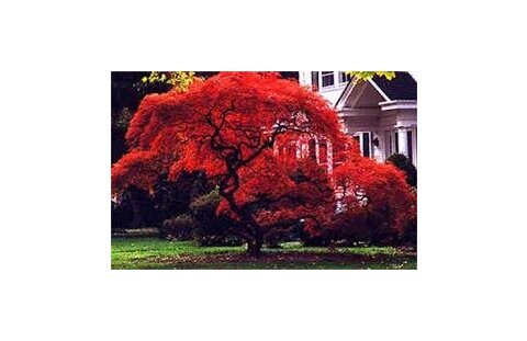 Javor japonský Atropurpureum 25/35 cm, v črepníku Acer Palmatum Atropurpureum