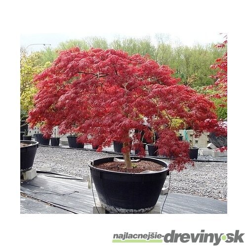 Javor japonský Atropurpureum 40/60 cm, v črepníku Acer Palmatum Atropurpurea