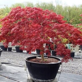 Javor japonský Atropurpureum 40/60 cm, v črepníku Acer Palmatum Atropurpurea