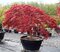 Javor japonský Atropurpureum 40/60 cm, v črepníku Acer Palmatum Atropurpurea