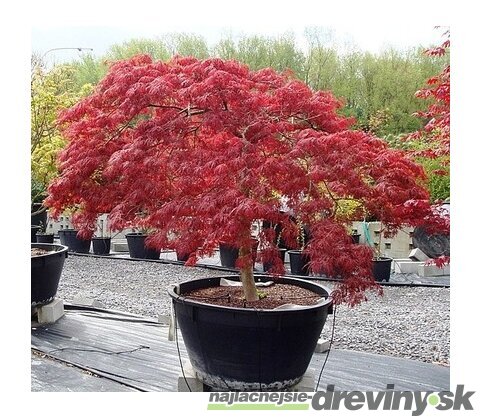 Javor japonský Atropurpureum 40/60 cm, v črepníku Acer Palmatum Atropurpurea