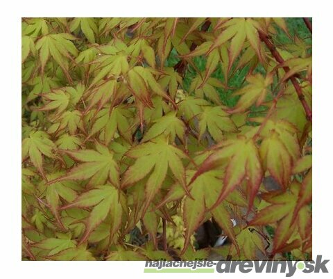 Javor japonský Katzura 40/60 cm, v črepníku Acer Palmatum Katzura