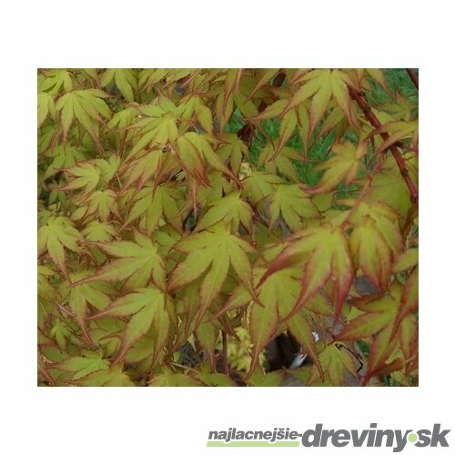 Javor japonský Katzura 40/60 cm, v črepníku Acer Palmatum Katzura