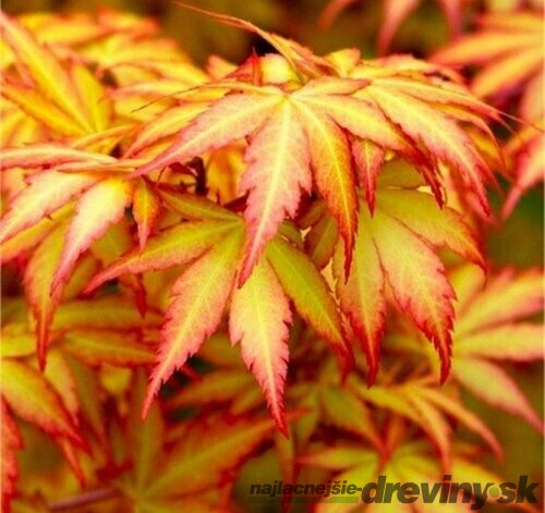 Javor japonský Orange Dream 40/50 cm, v črepníku Acer palmatum Orange Dream