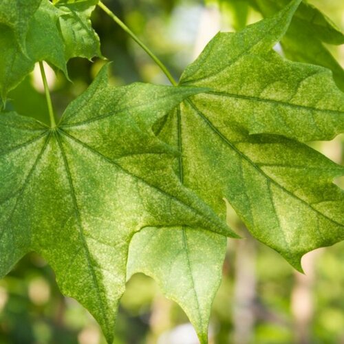 Javor mliečny ‘Maculatum‘, na kmienku výška 220/250 cm, v črepníku 10l Acer platanoides ‘Maculatum‘